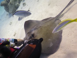 026 Stingray City IMG 5961